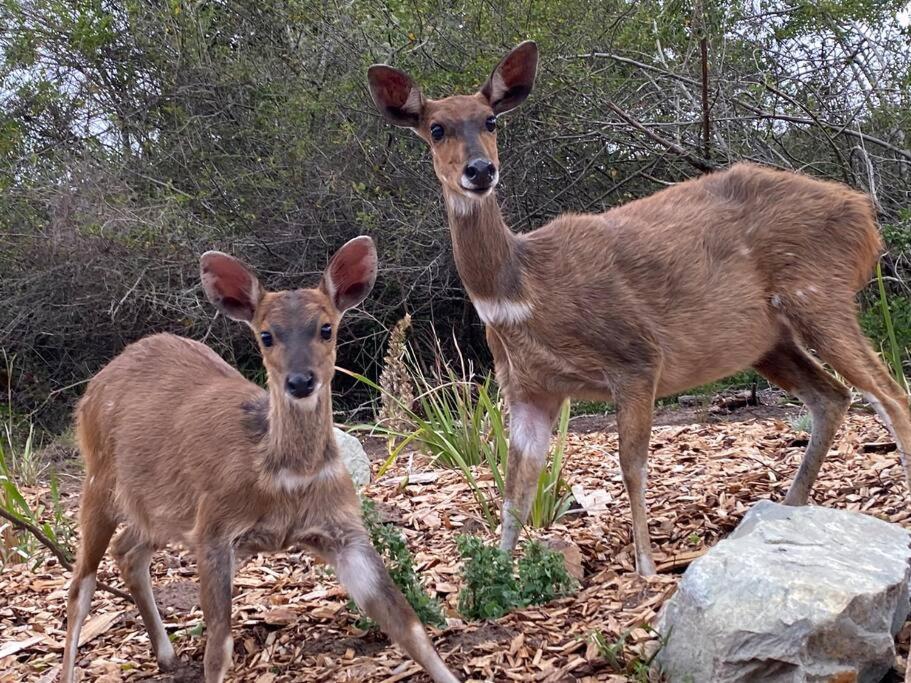 Willa Bushbuck Terrace Knysna Zewnętrze zdjęcie